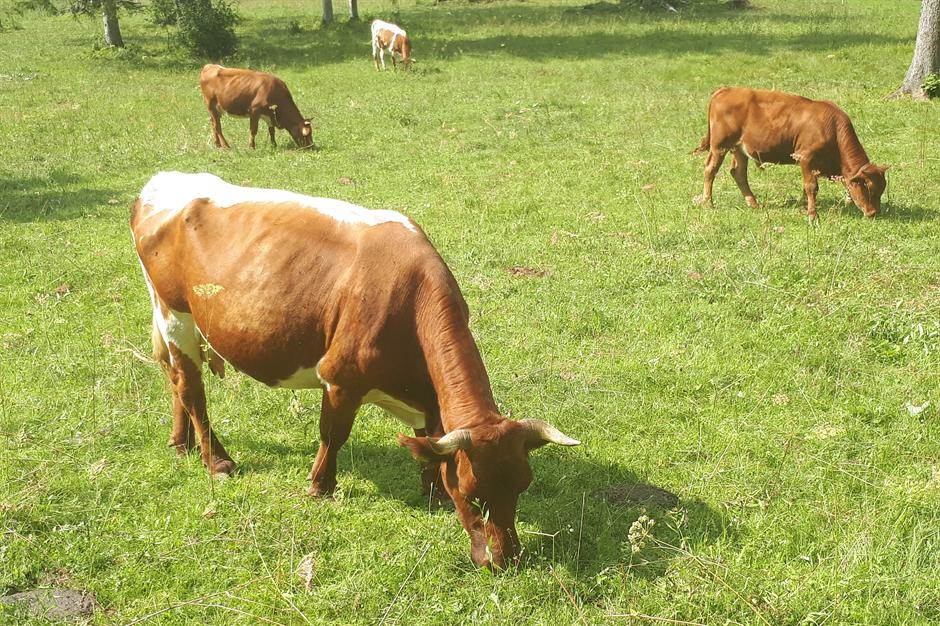   - MONDO/Tamara Sekulović 