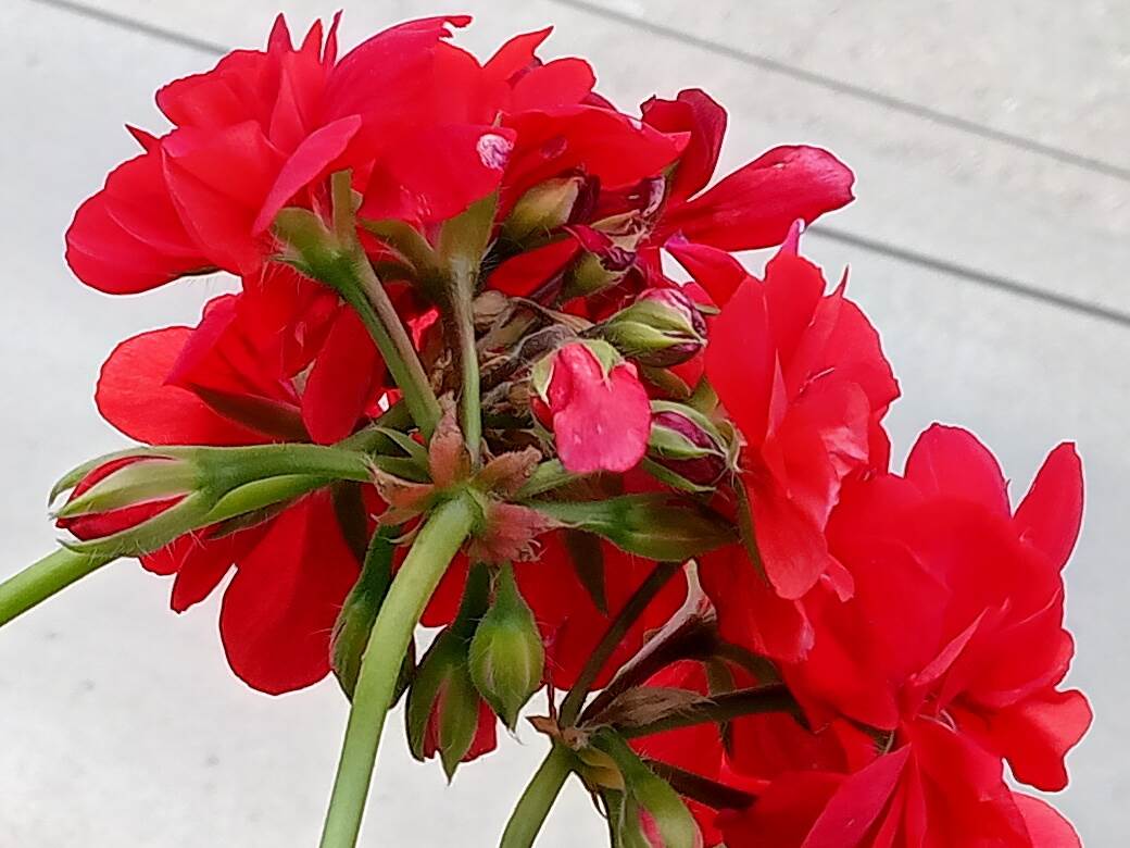   - SmartLife / Marko Čavić 