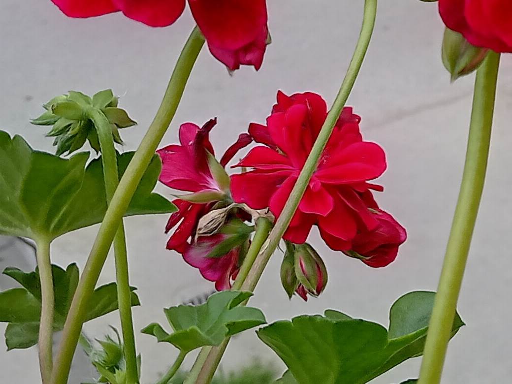   - SmartLife / Marko Čavić 