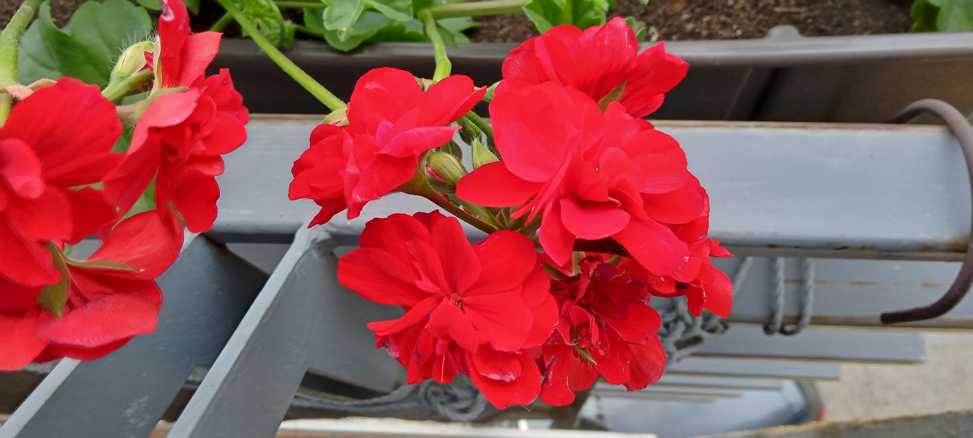   - SmartLife / Marko Čavić 