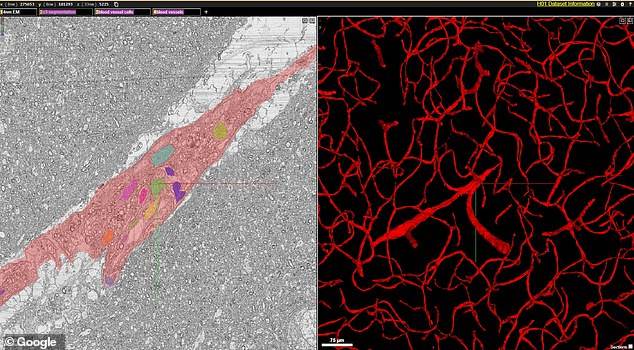   - SmartLife / Google 