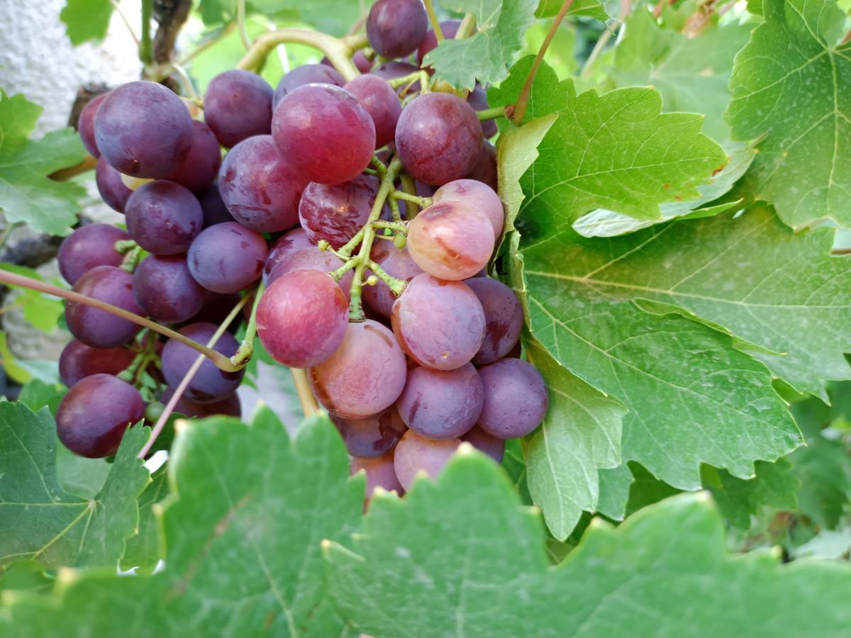   - SmartLife / Marko Nešović / Vivo V21 5G 