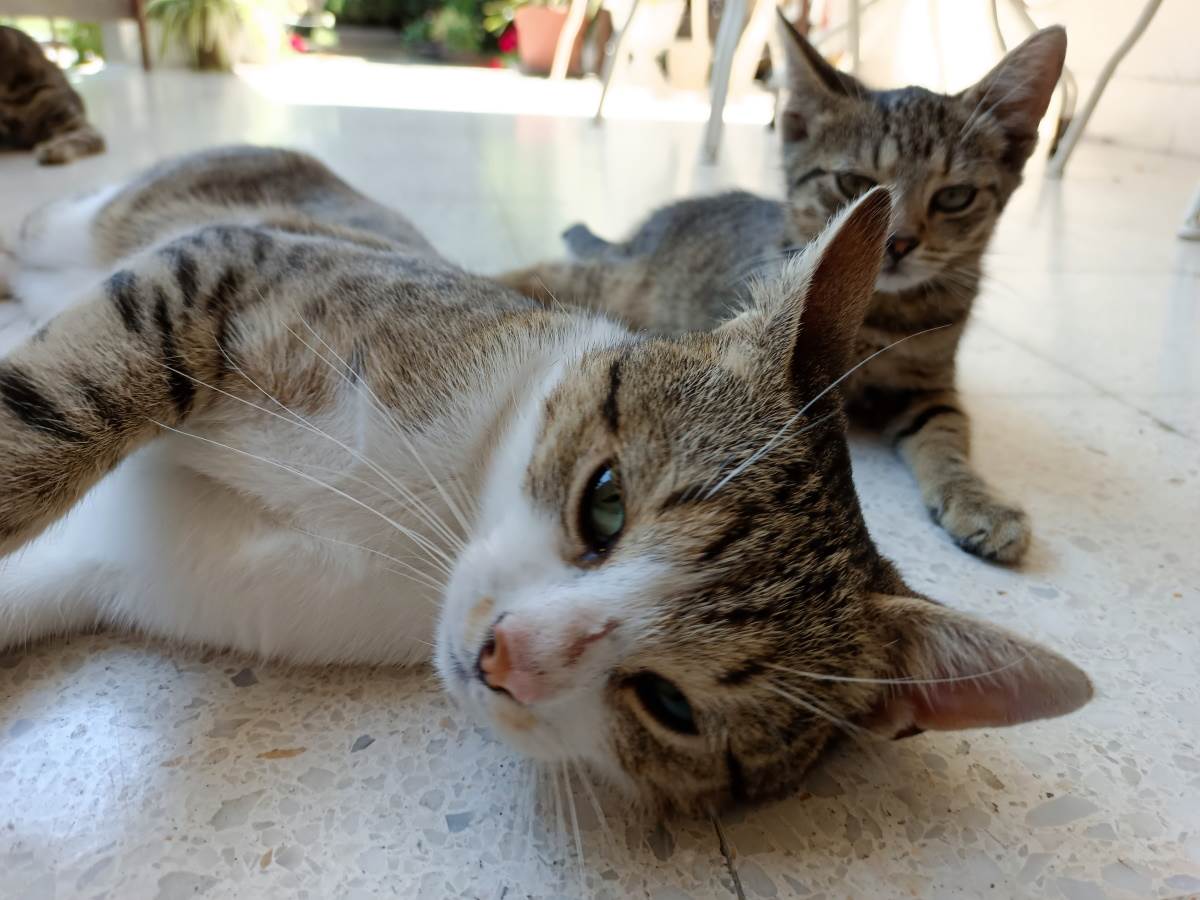   - SmartLife / Marko Nešović / Vivo V21 5G 