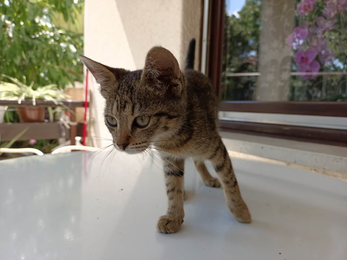   - SmartLife / Marko Nešović / Vivo V21 5G 