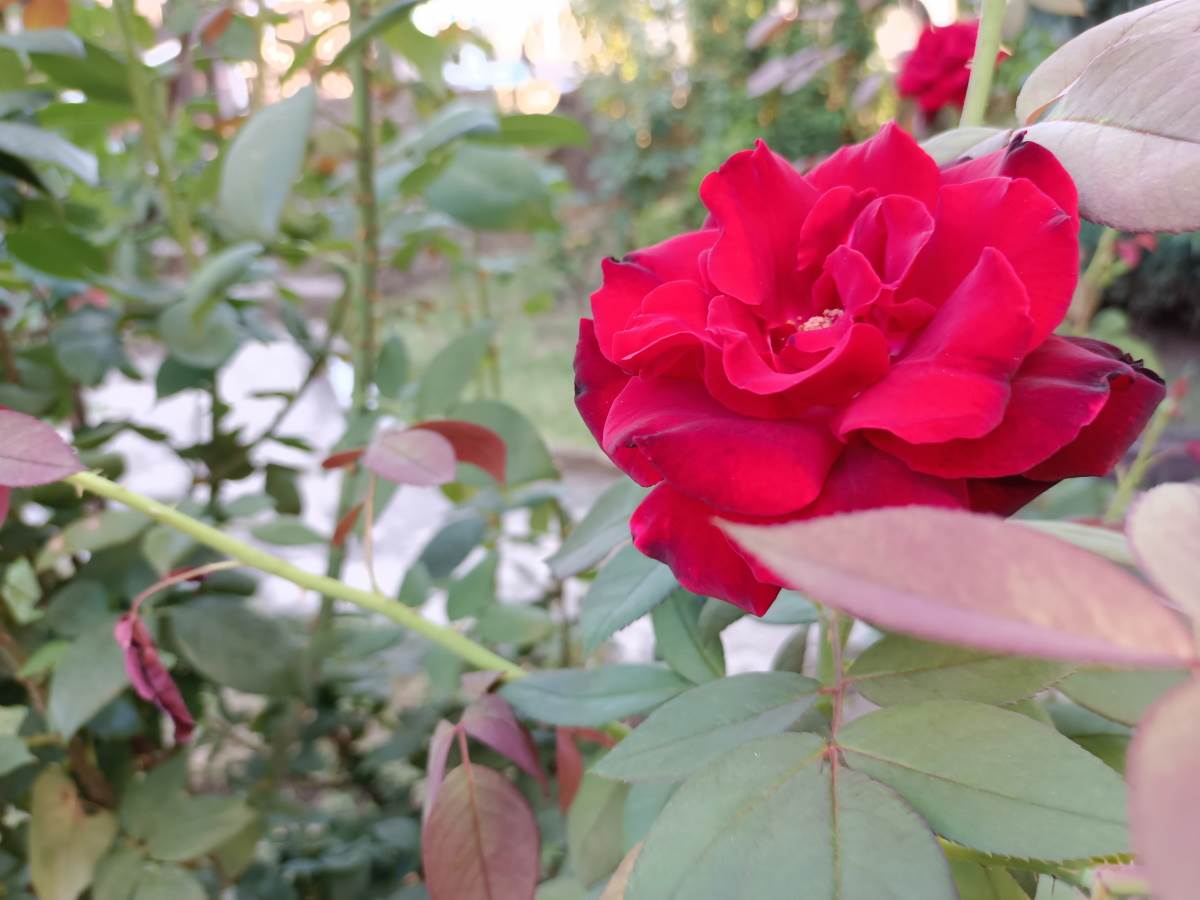   - SmartLife / Marko Nešović / Vivo V21 5G 