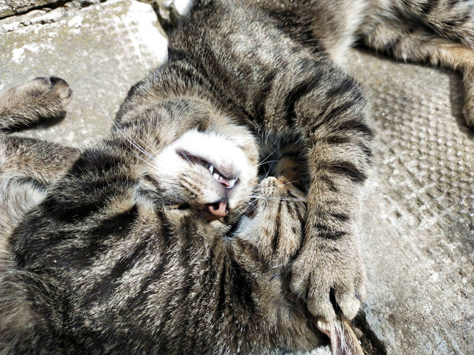  Mačke 2 - SmartLife / Marko Nešović 