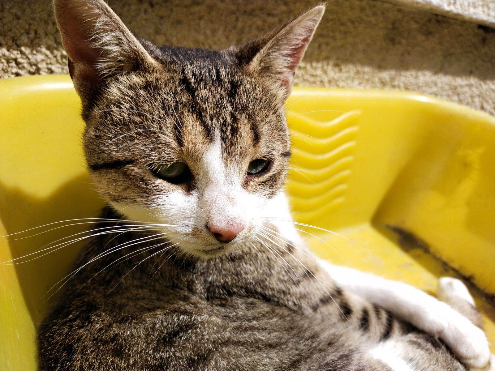  Grgota - SmartLife / Marko Nešović 