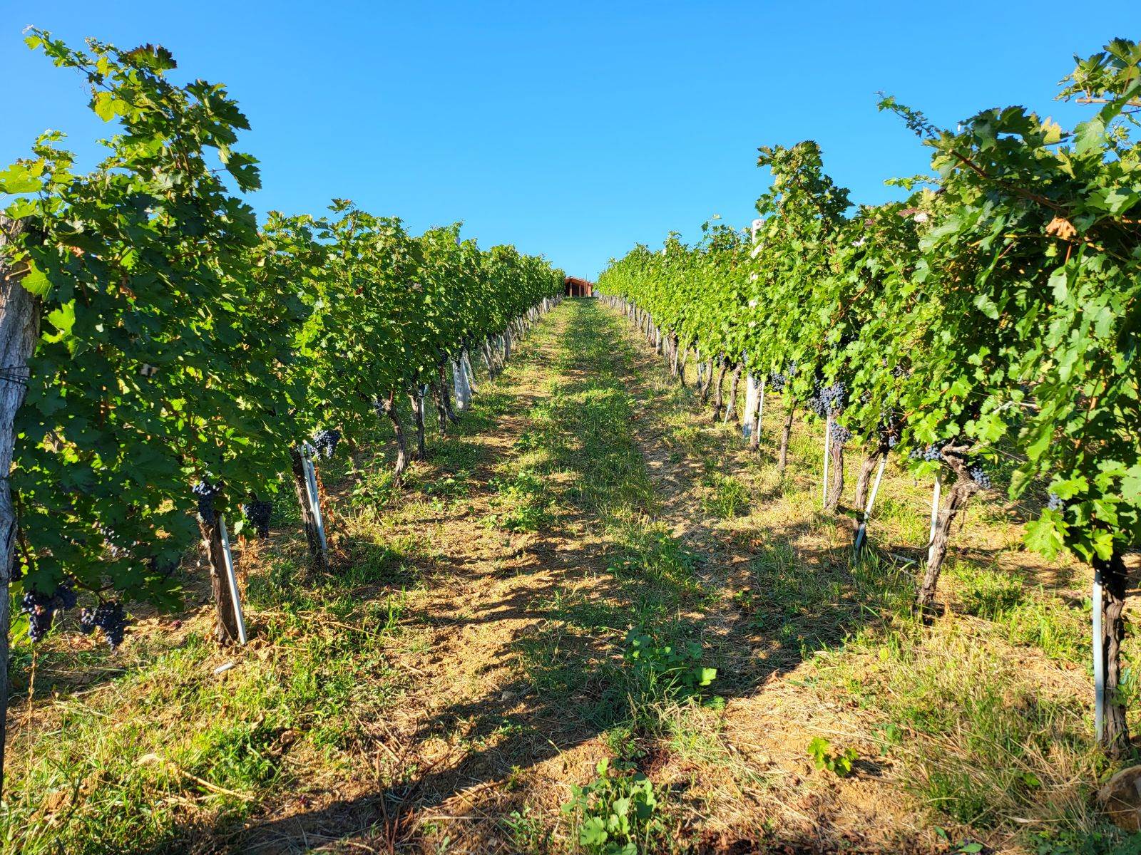  20210904_164833 - SmartLife / Marko Nešović 