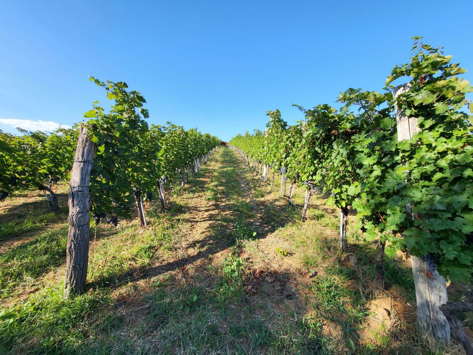  20210904_164842 - SmartLife / Marko Nešović 