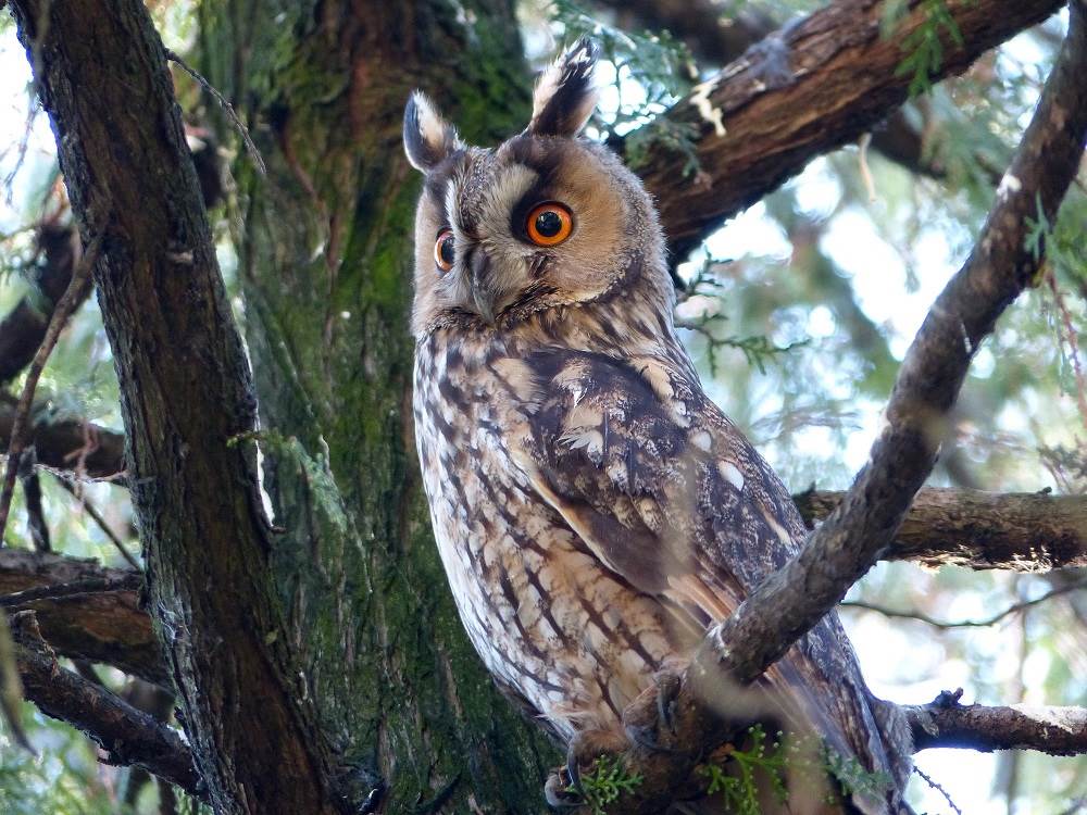  Utina_Zoran Karić - SmartLife / Telekom Srbija 