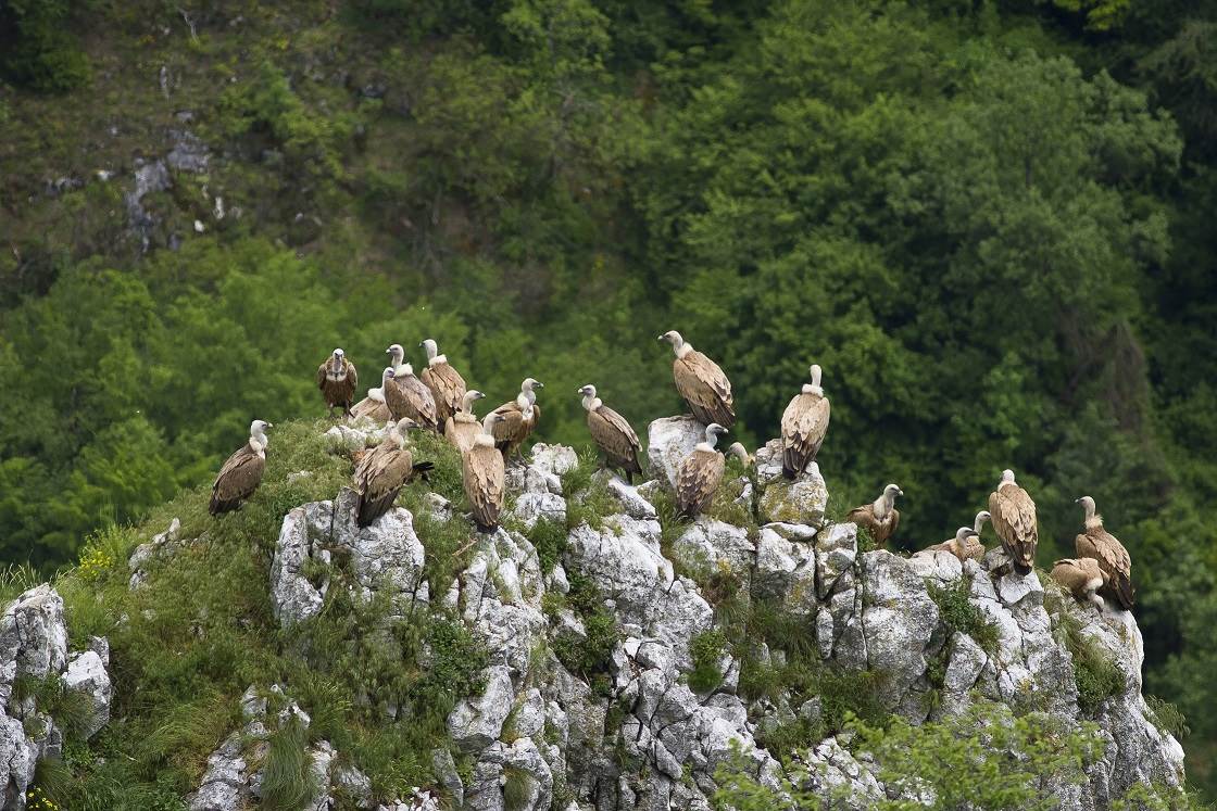  Supovi_Levente Sekereš - SmartLife / Telekom Srbija 
