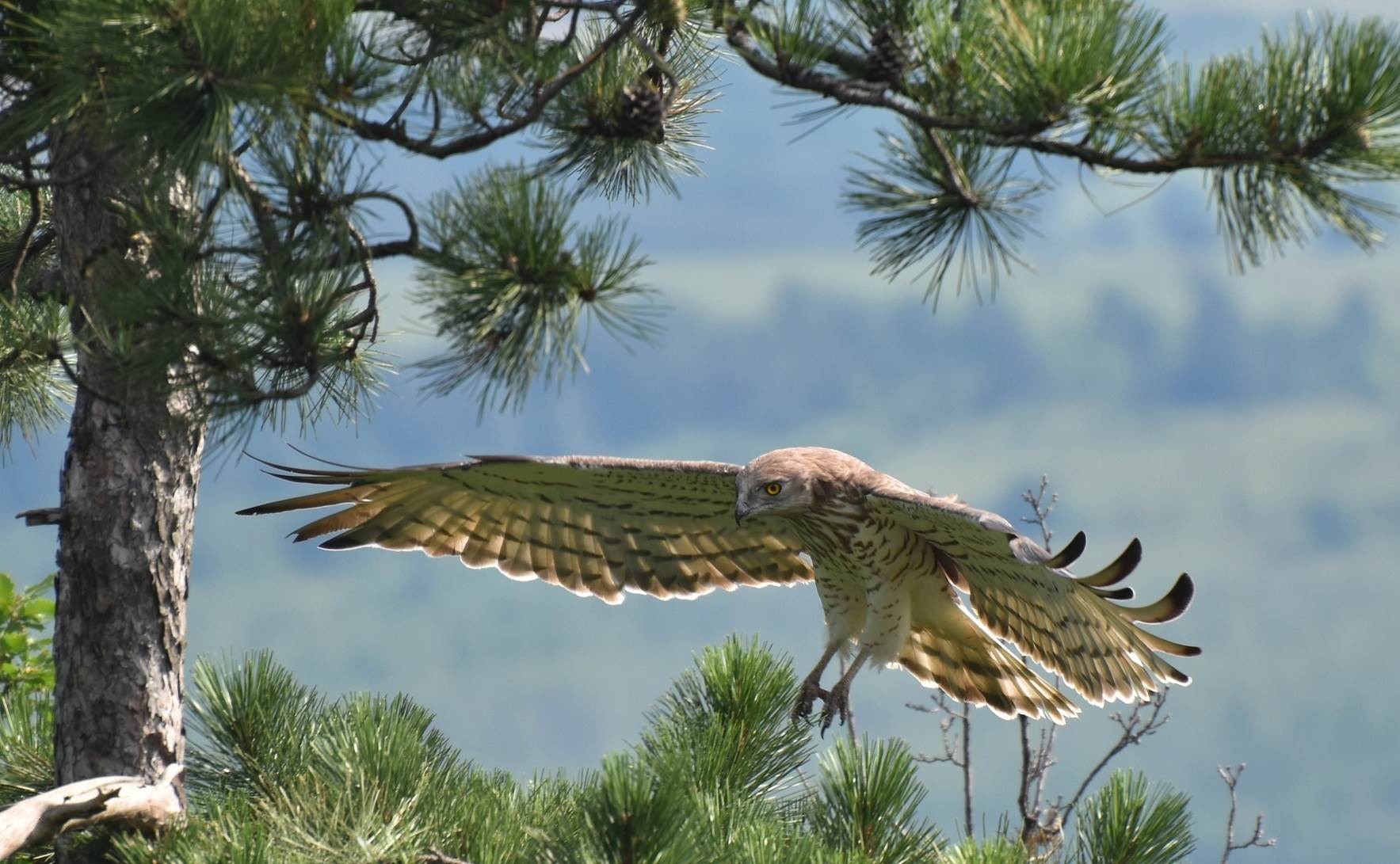  Orao zmijar_Milivoj Vučanović - SmartLife / Telekom Srbija 