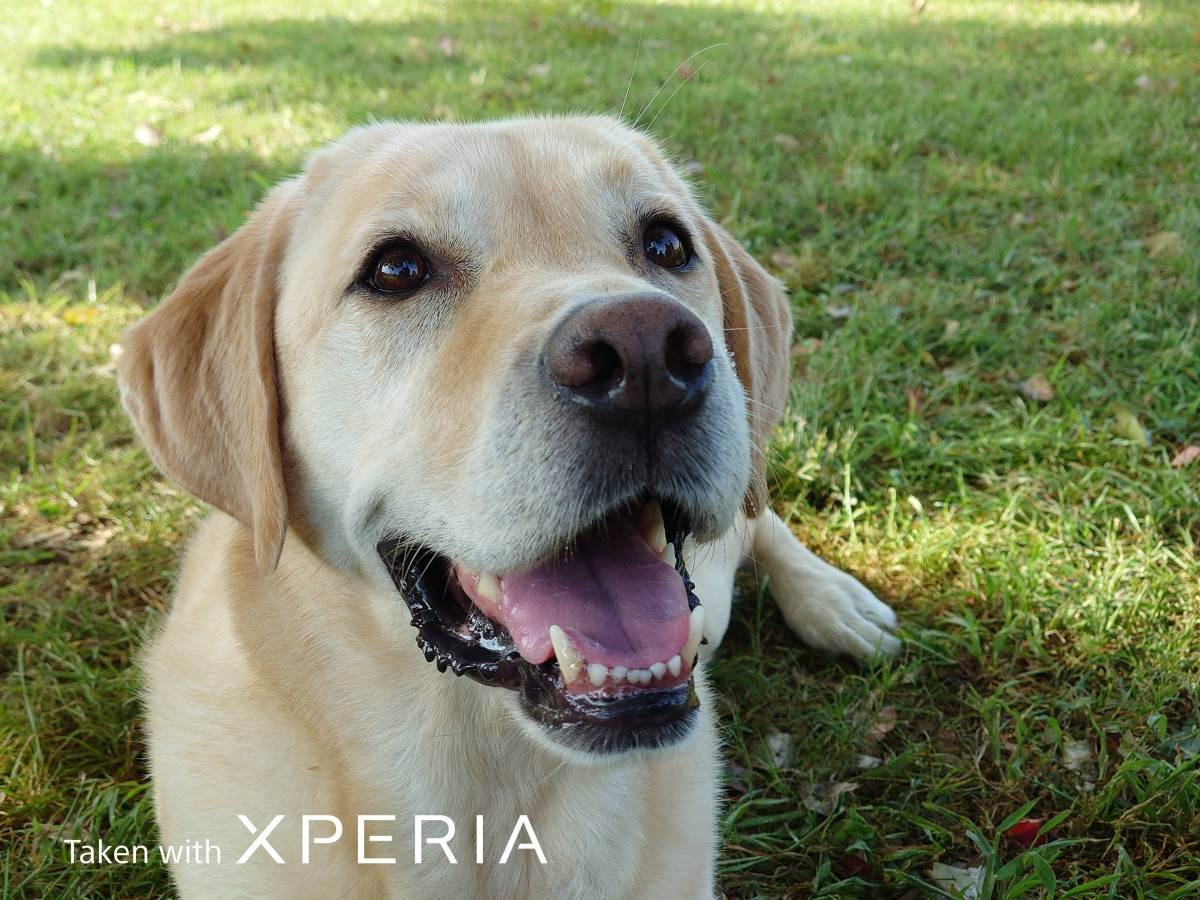 Sony Xperia Pro-I 10   Sony Xperia Pro-I 10