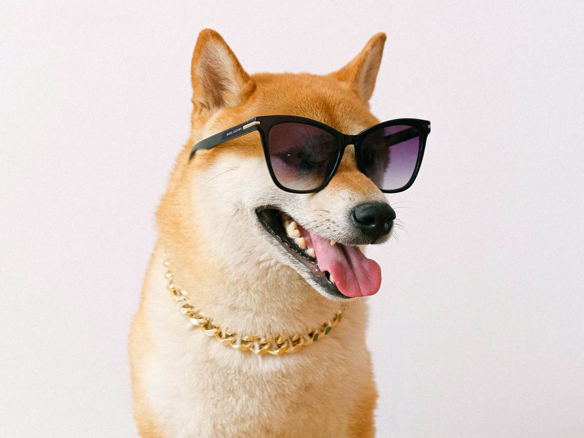  Shiba Inu pas sa naočarima 