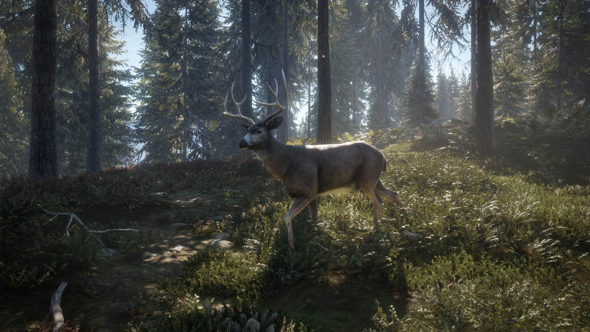  TheHunter (19).jpg - SmartLife / Steam 