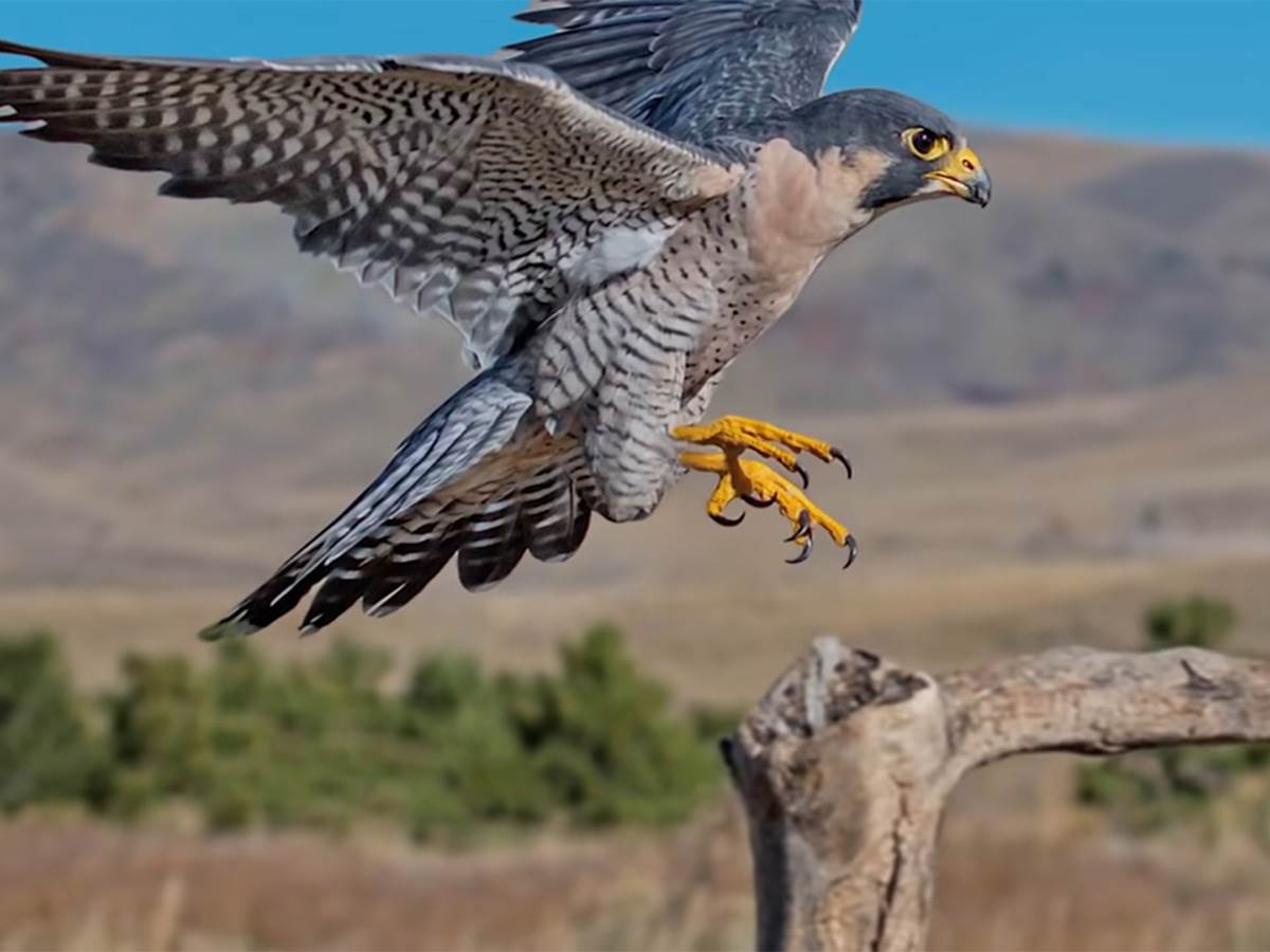  Ptica grabljivica - Smart Life/ @Stanford 