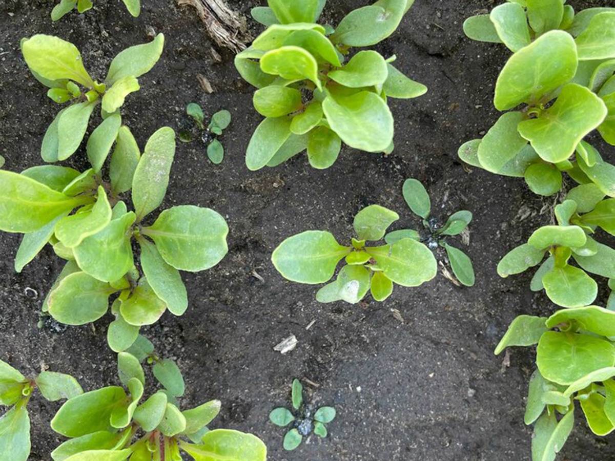  Korov - Smart Life/ Carbon Robotics 