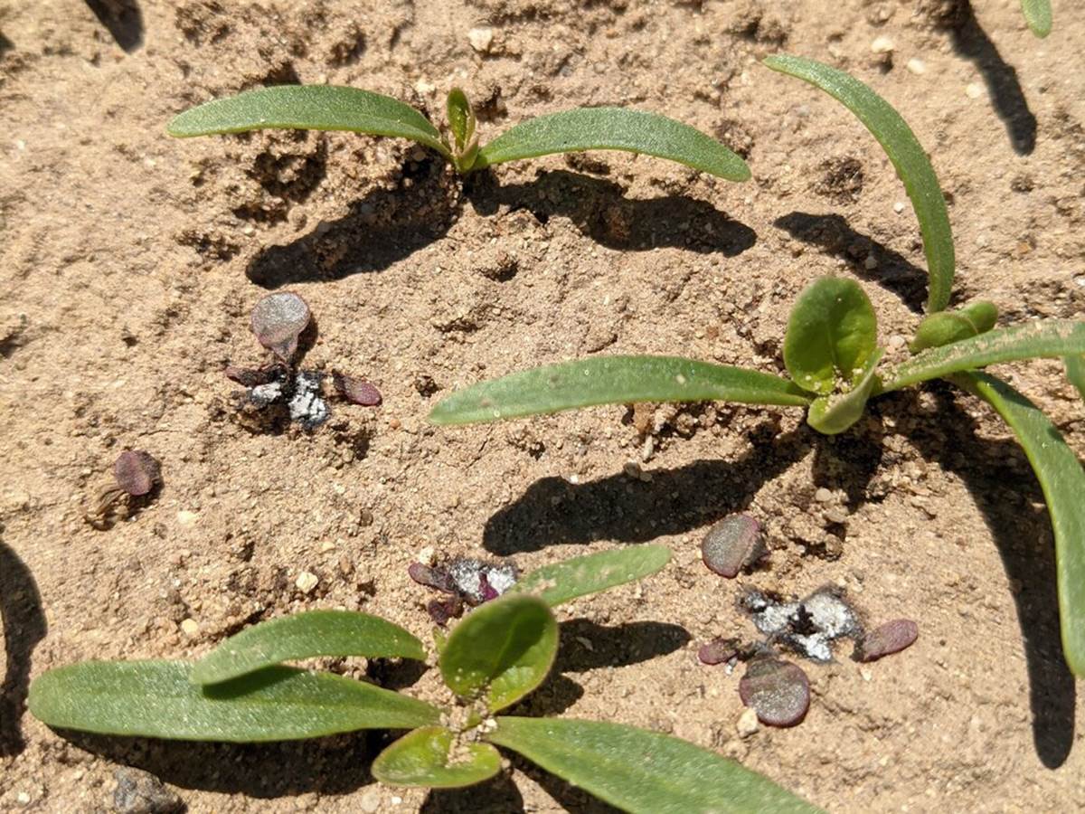  Korov - Smart Life/ Carbon Robotics 