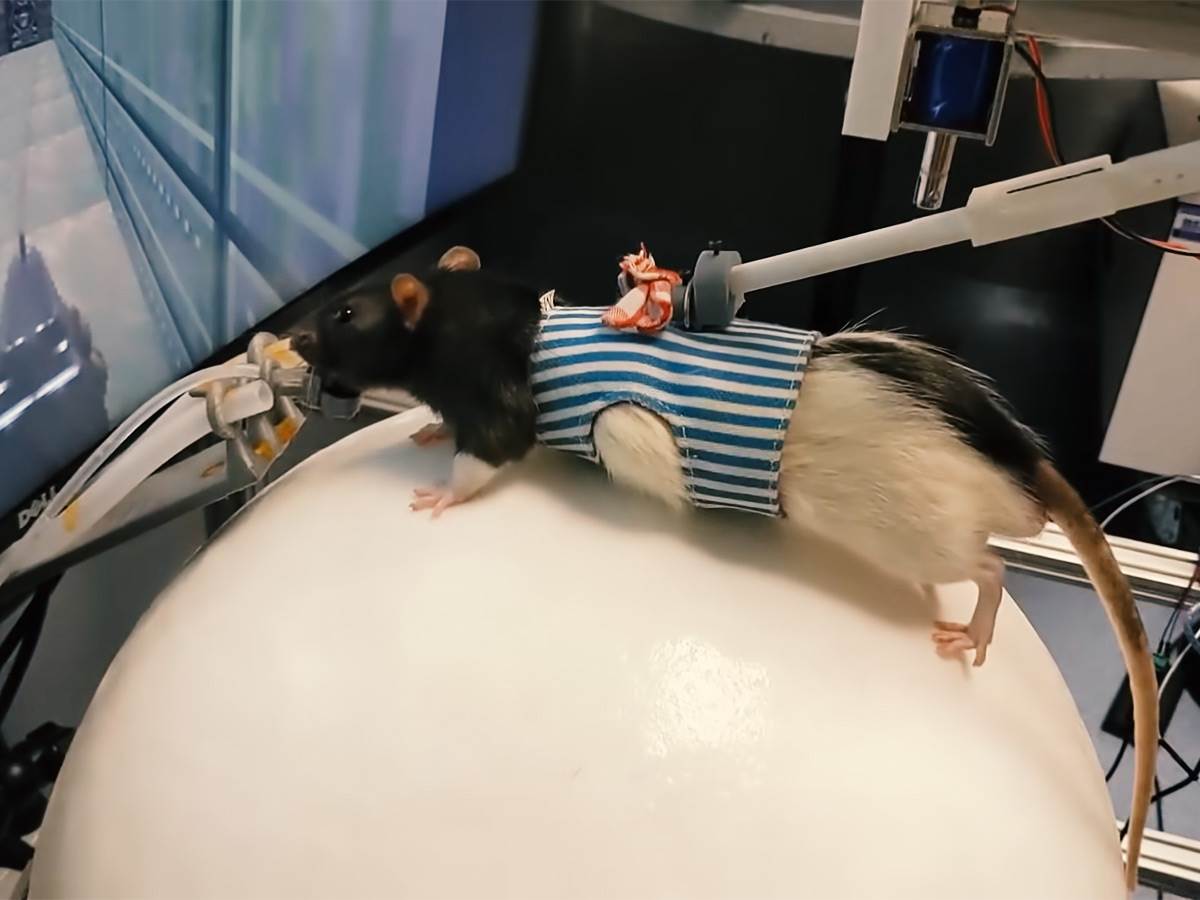  Pacov igra Doom - Smart Life/ @Viktor Toth 