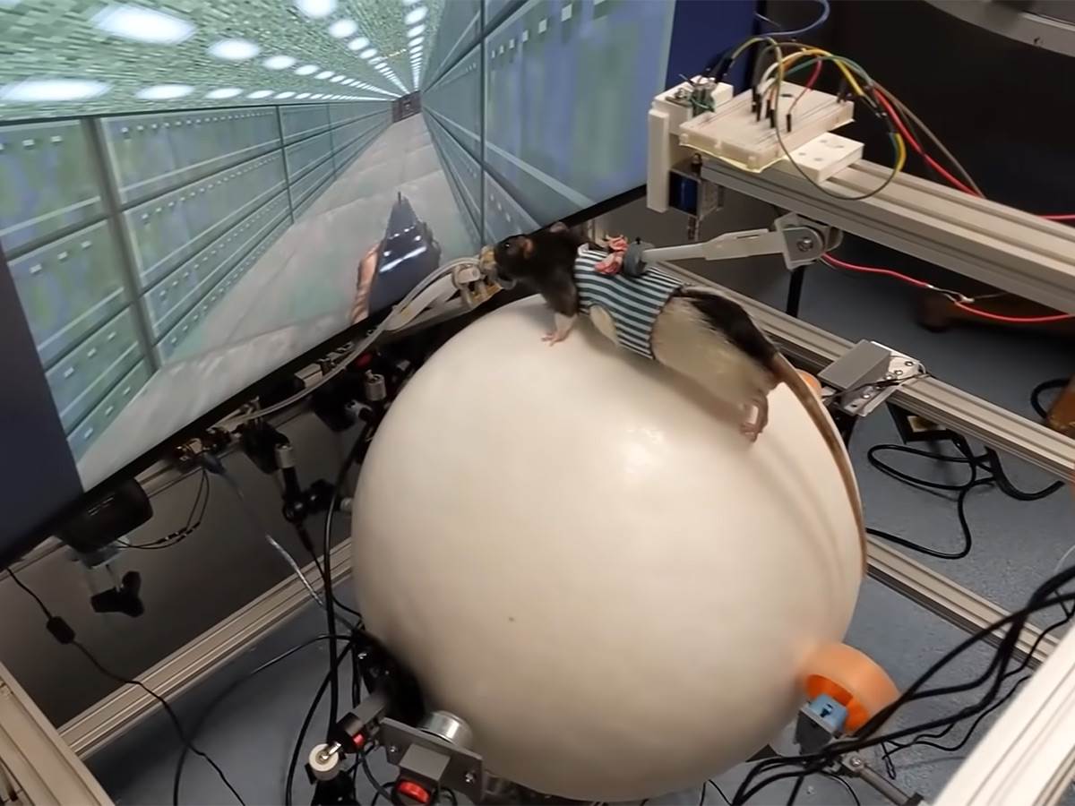  Pacov igra Doom - Smart Life/ @Viktor Toth 