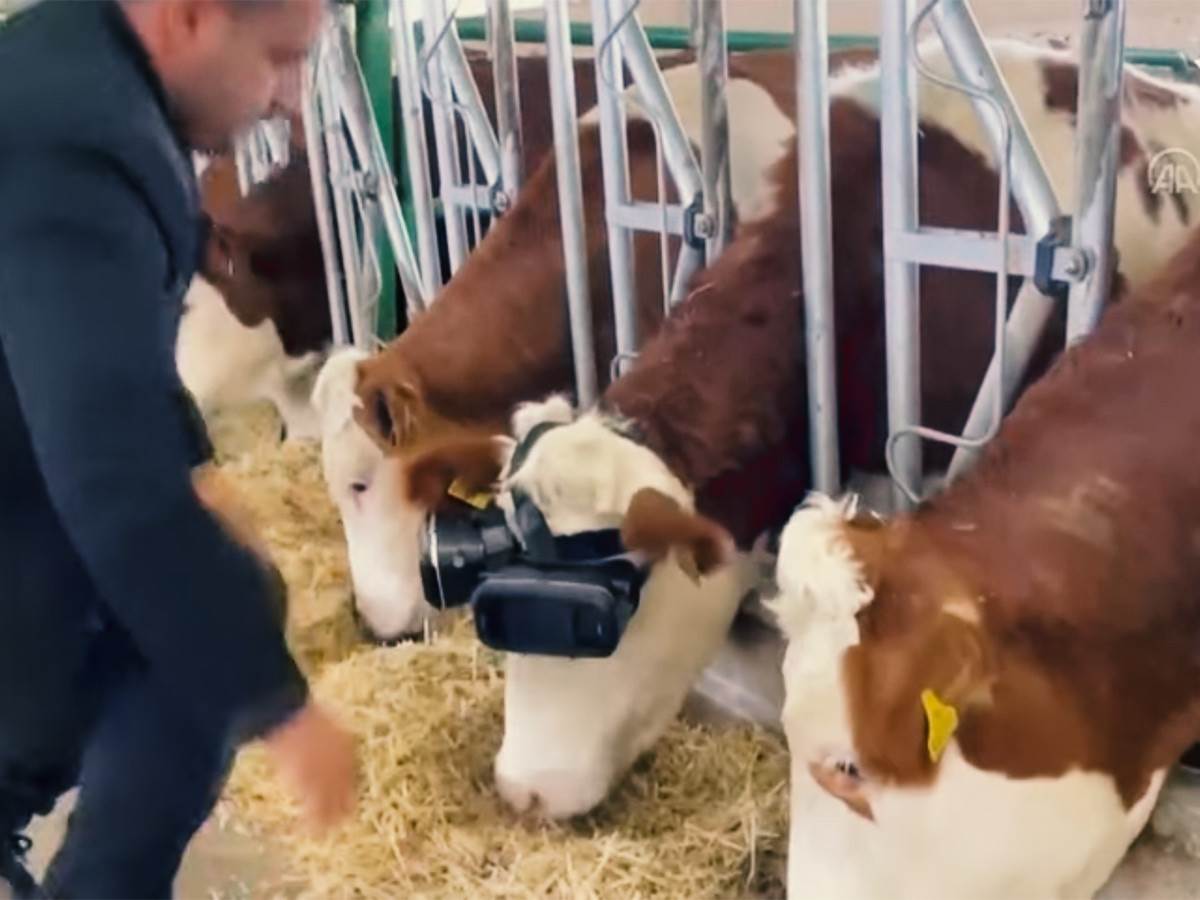  Metaverzum za krave - Smart Life/ @The Sun 