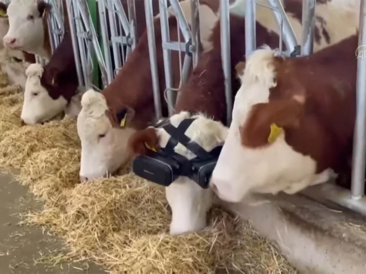 Metaverzum za krave   Metaverzum za krave