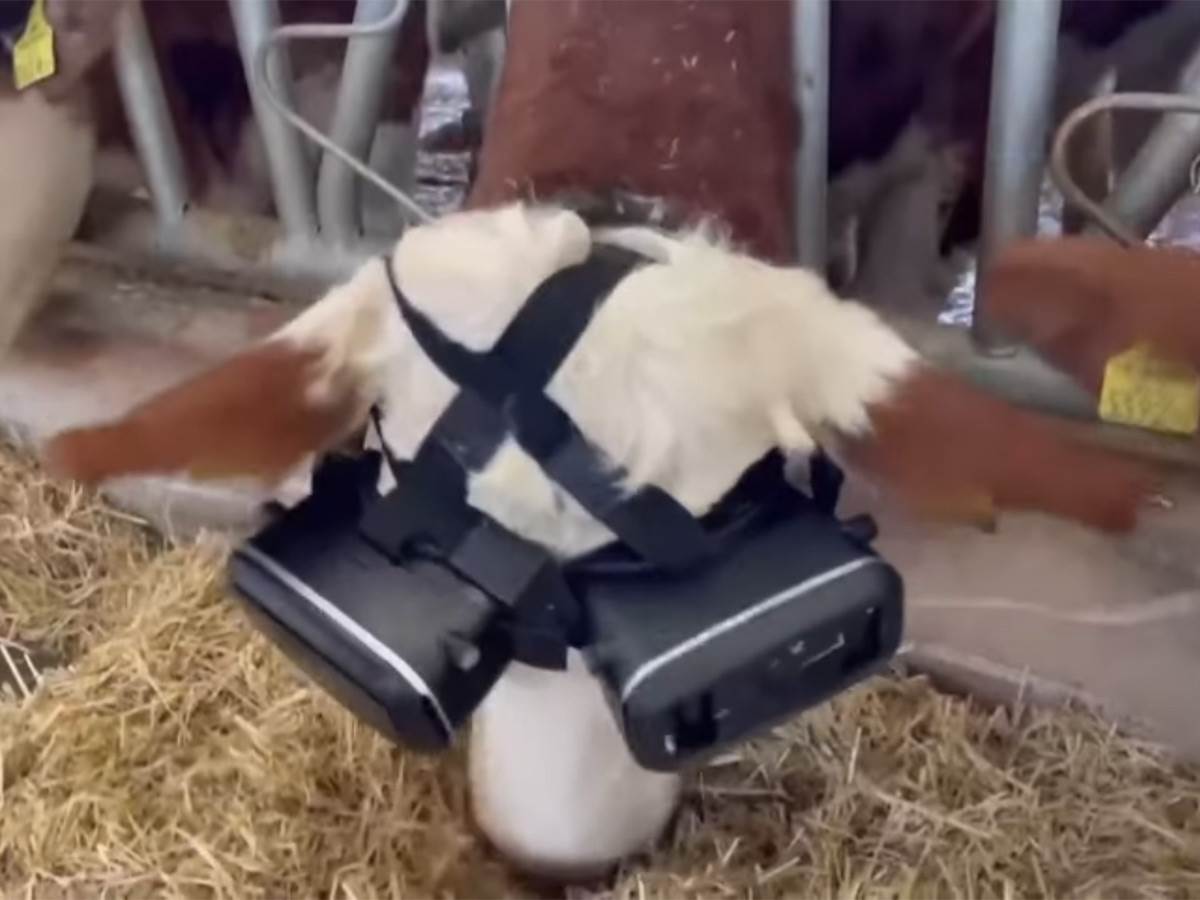  Metaverzum za krave - Smart Life/ @The Sun 