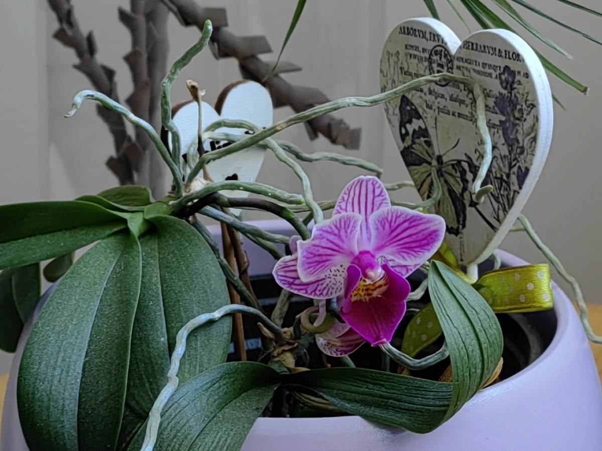  Huawei P50 Pro kamera (1-1).jpg - SmartLife / Marko Čavić 