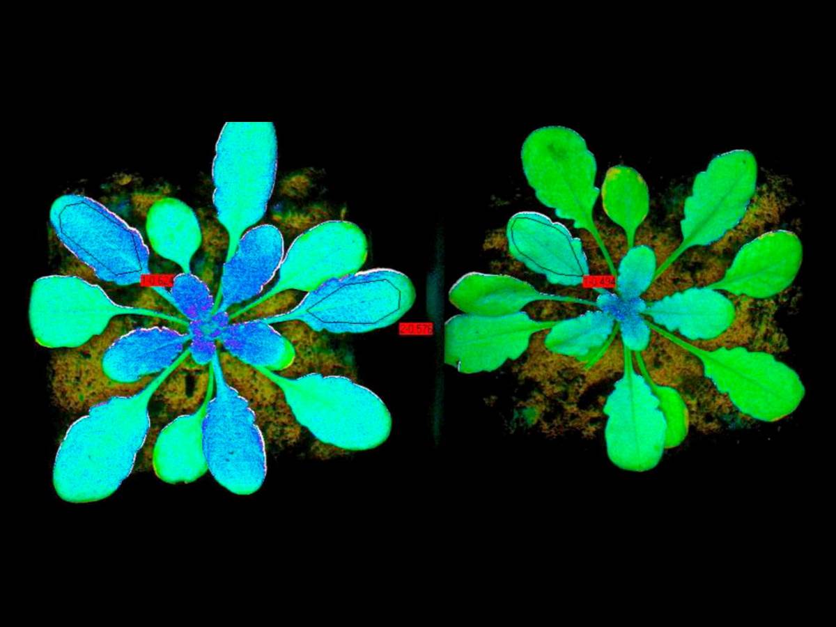  Fluorescentne biljke - ESA 