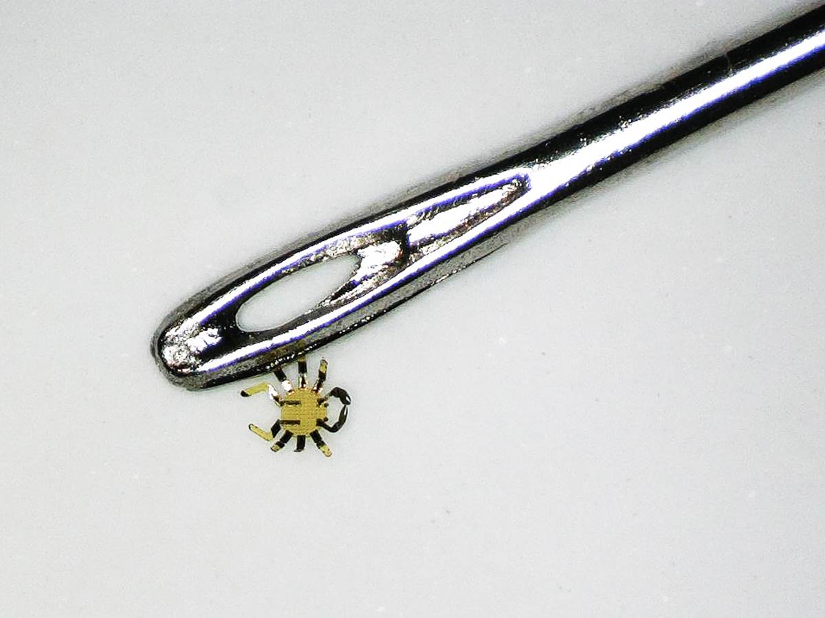  crab near pin.jpg - Northwestern University 