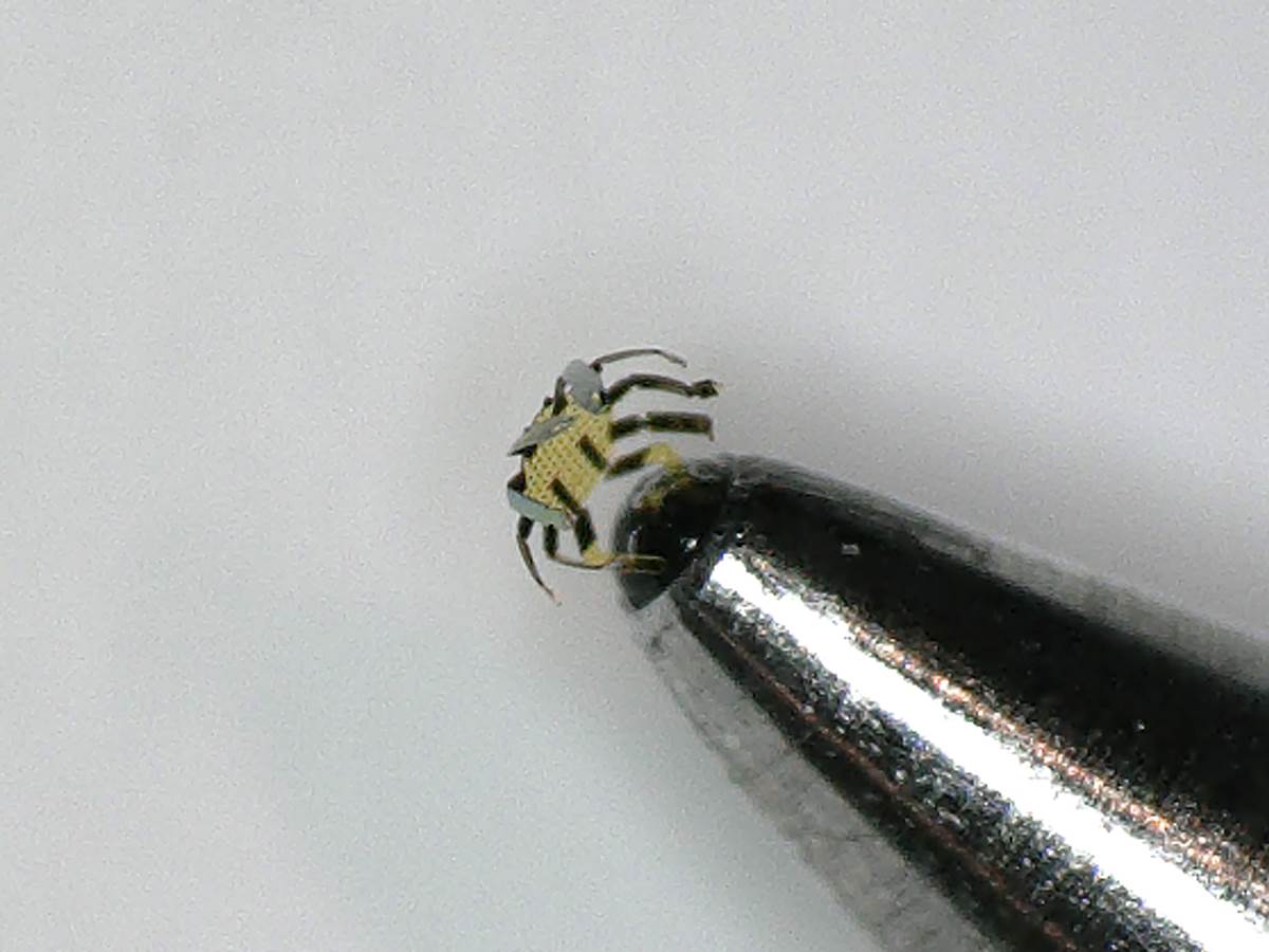  crab on a pen2.jpg 