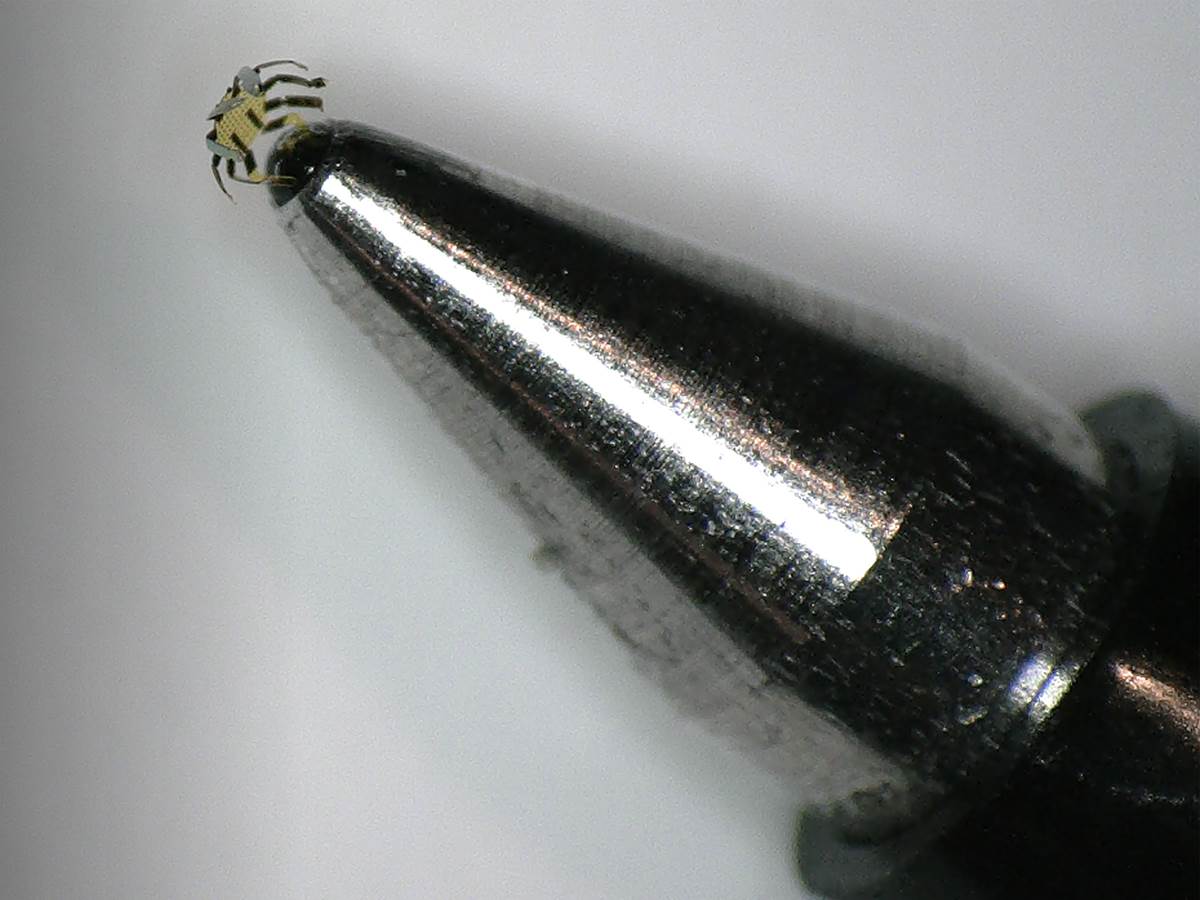  crab on pen.jpg - Northwestern University 