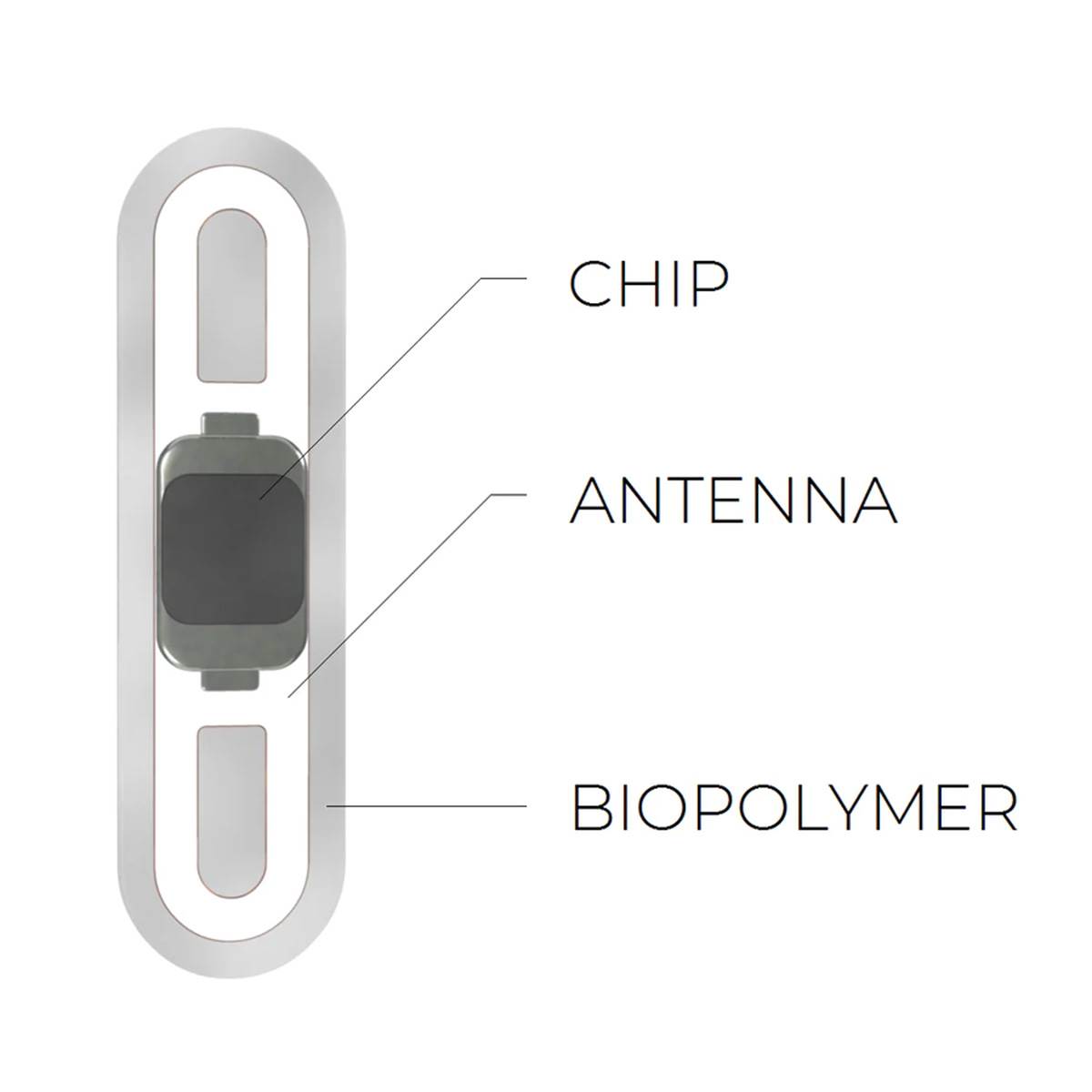  chip3d0348_80bcc096-9e3e-4c1e-a75c-c974b3ebce8e_900x copy.jpg - Walletmor 