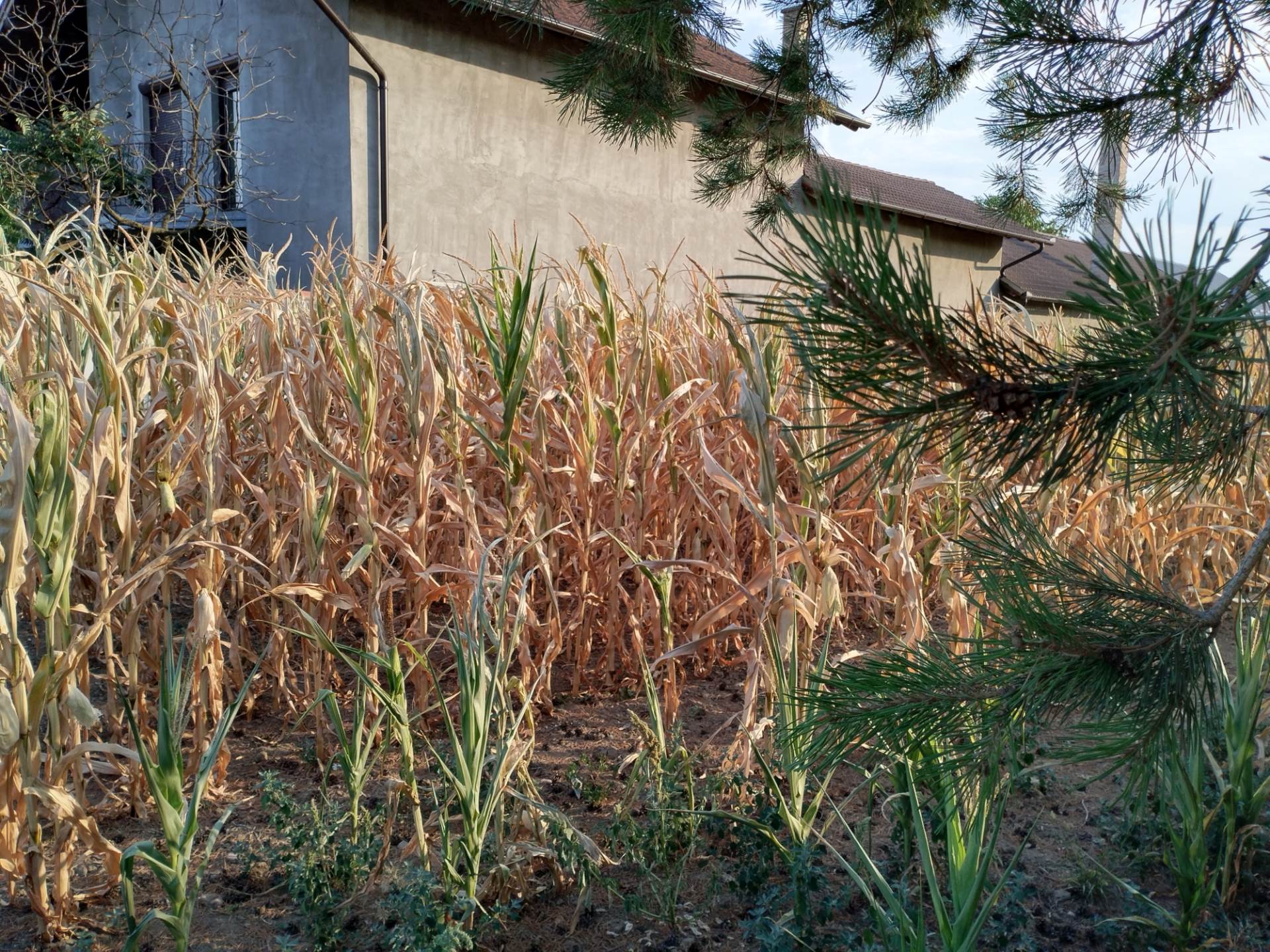  Huawei nova Y90 slike kamerom (14).jpg - SmartLife / Marko Čavić 