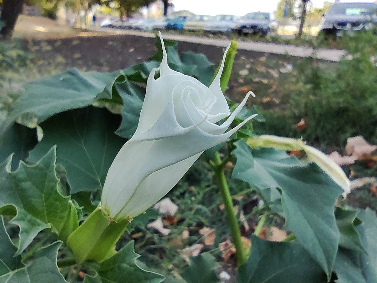  IMG_20220818_165034.jpg - Smartlife 