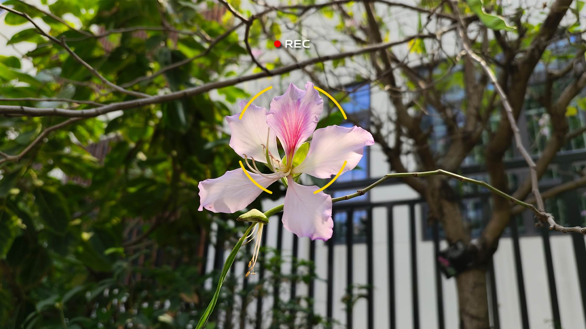  vivo X80 Pro kamera slike 7.jpg - VIVO 