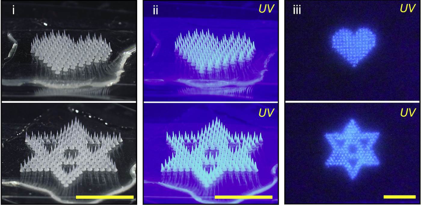  3.jpg - Georgia Tech / SWNS 