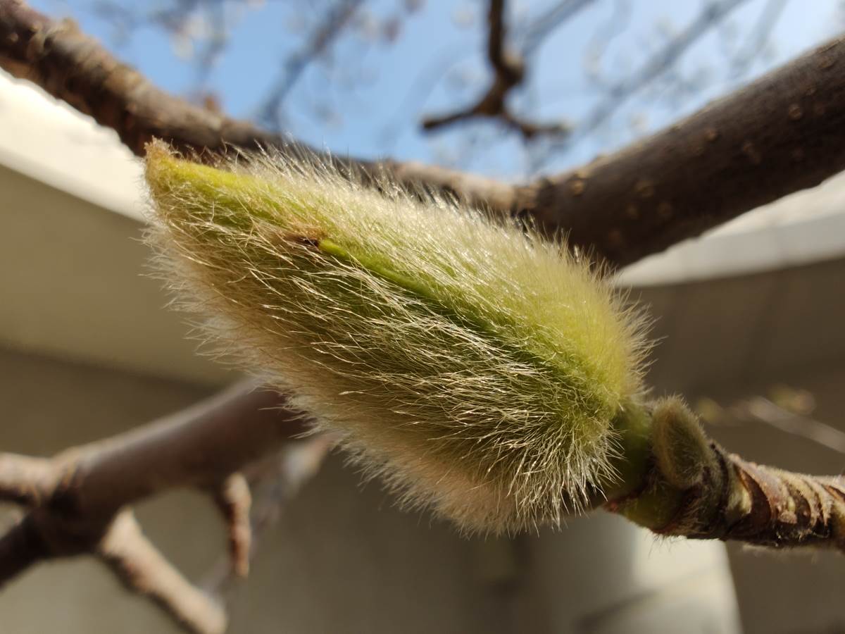  Motorola Edge 30 Ultra Slike Kamere (12).jpg - Motorola 