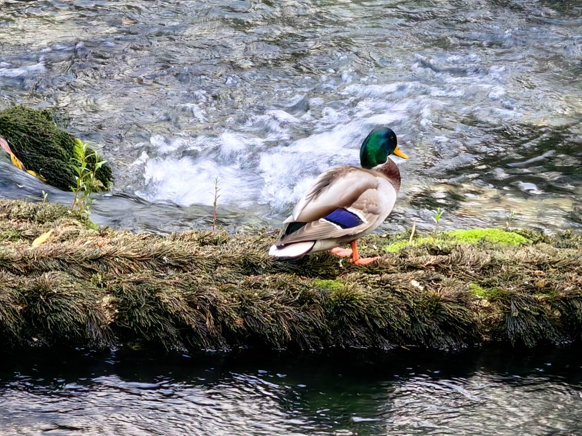  Huawei Mate50 Bosna 7.jpg - Smartlife 