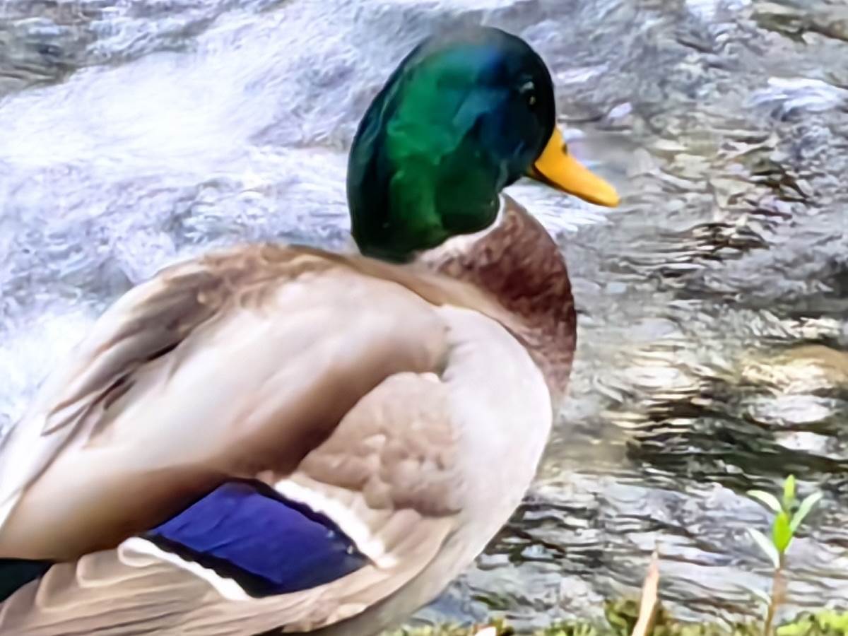  Huawei Mate50 Bosna 7-1.jpg - Smartlife 