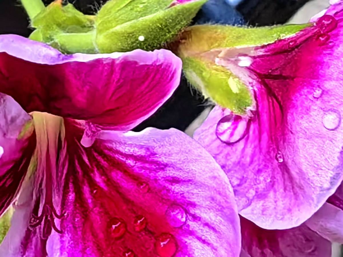  Huawei Mate50 Bosna 12-1.jpg - Smartlife 