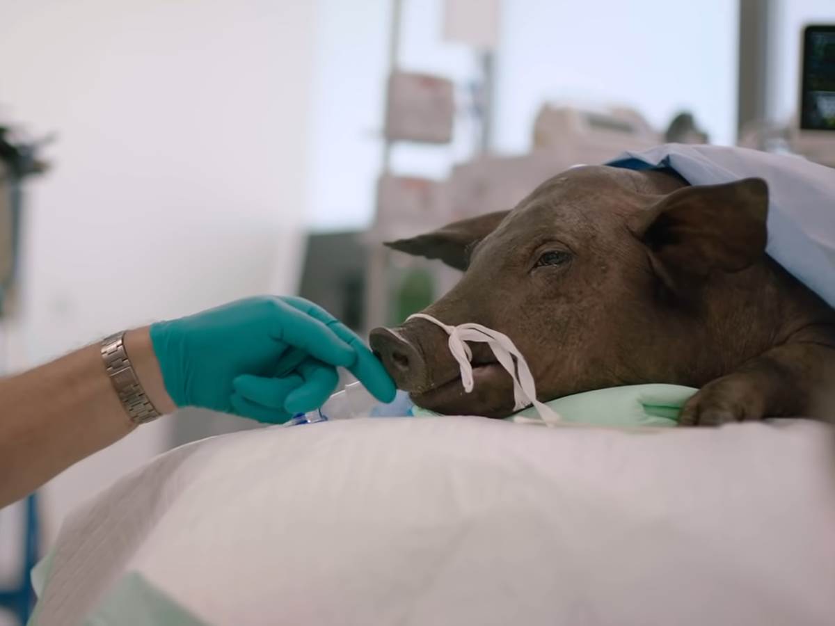 Neuralink pod istragom zbog okrutnosti prema životinjama Ilon Mask   Neuralink pod istragom zbog okrutnosti prema životinjama Ilon Mask