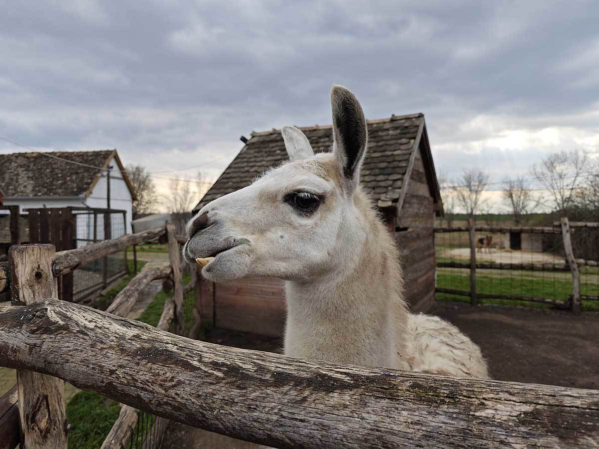  Xiaomi 13 Pro slike 4.jpg - SmartLife / Ilija Baošić 