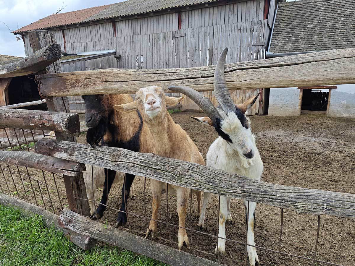  Xiaomi 13 Pro slike 5.jpg - SmartLife / Ilija Baošić 