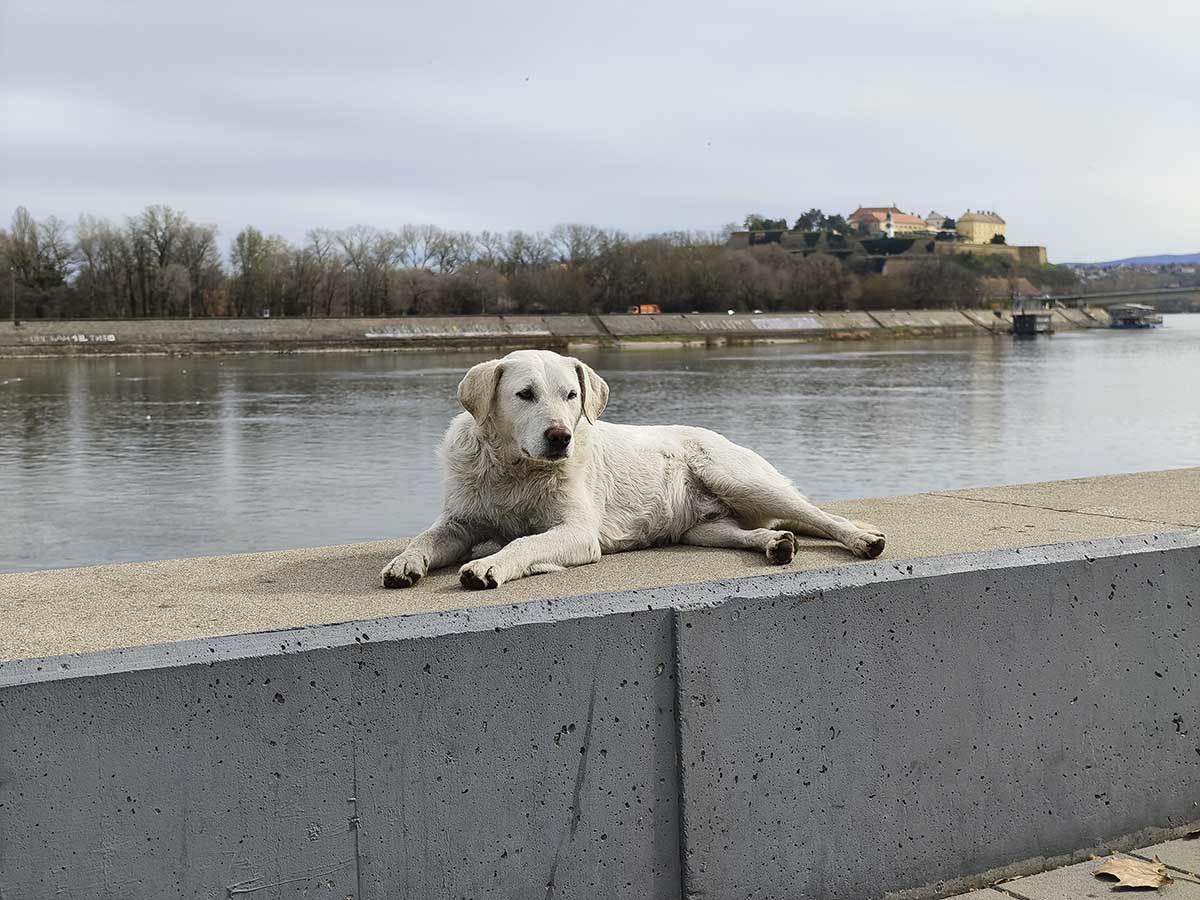  vivo X90 Pro kamera dan 2.jpg - SmartLife / Ilija Baošić 