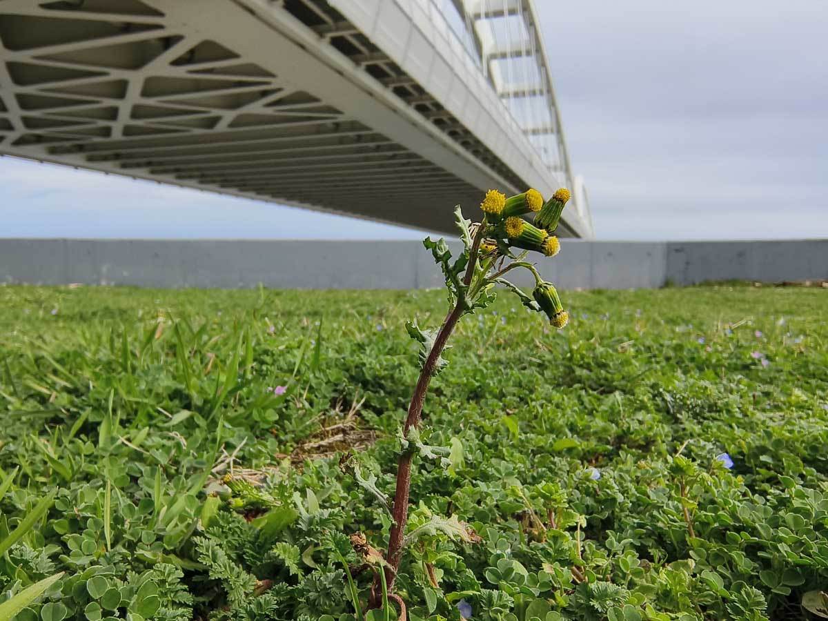  vivo X90 Pro kamera dan 8.jpg - SmartLife / Ilija Baošić 