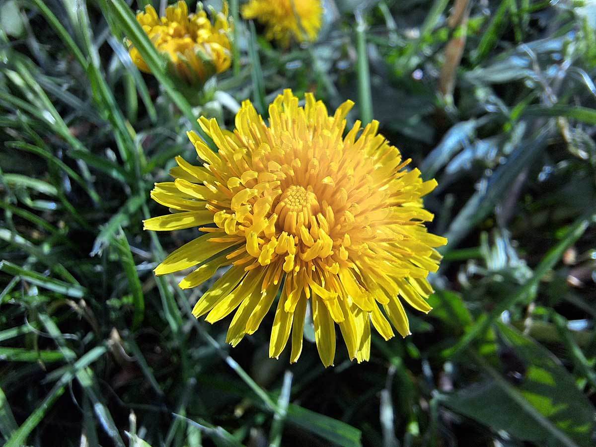  Samsung Galaxy A54 slike danju 3.jpg 