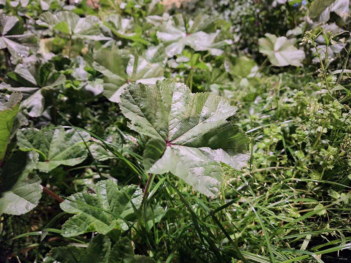  Samsung Galaxy A54 slike noću 4.jpg - SmartLife / Ilija Baošić 