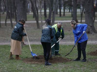 Zasadi drvo  Zasadi drvo