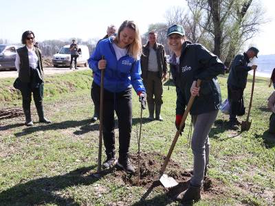 Zasadi drvo  Zasadi drvo